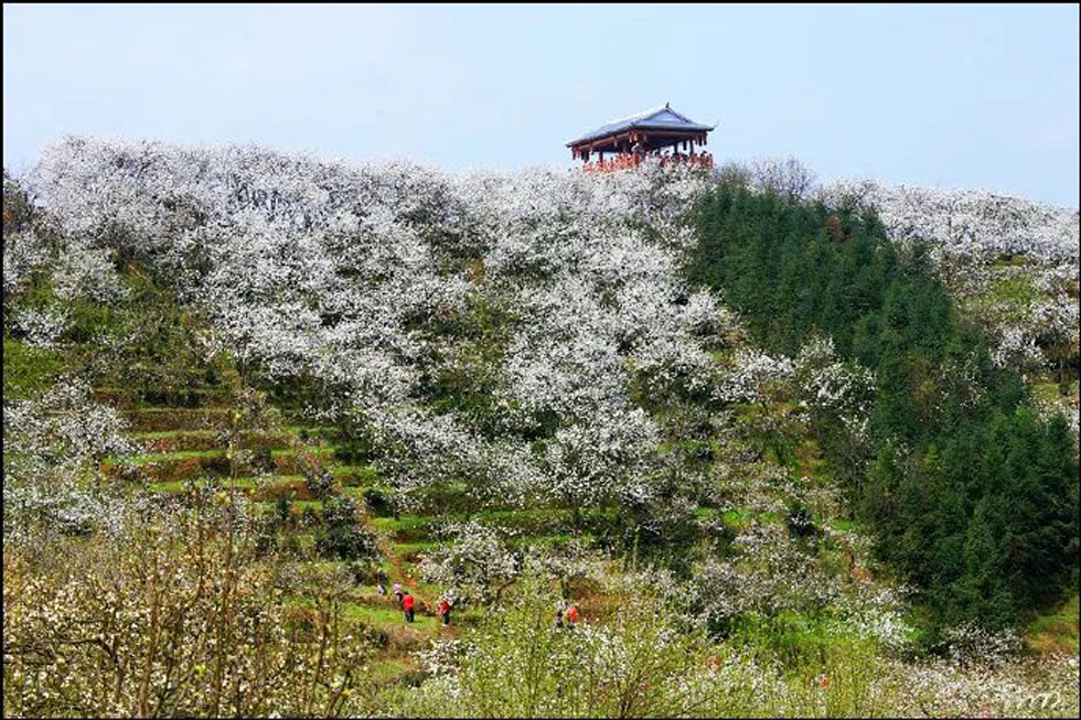【春天，广西桂林灌阳县向您发出邀请！】我们在灌阳看梨花 - 游山玩水 - 马鞍山生活社区 - 马鞍山28生活网 mas.28life.net