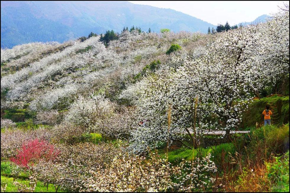 【春天，广西桂林灌阳县向您发出邀请！】我们在灌阳看梨花 - 游山玩水 - 马鞍山生活社区 - 马鞍山28生活网 mas.28life.net