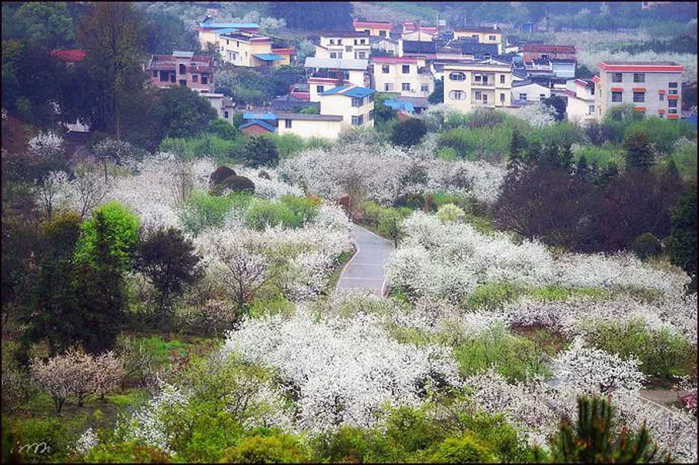 【春天，广西桂林灌阳县向您发出邀请！】我们在灌阳看梨花 - 游山玩水 - 马鞍山生活社区 - 马鞍山28生活网 mas.28life.net