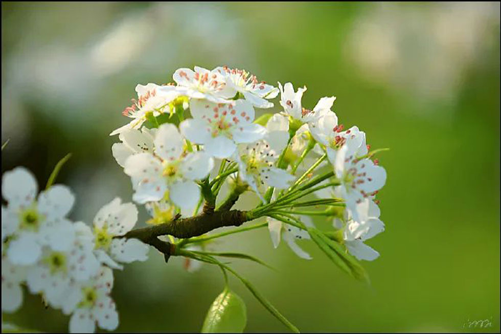 【春天，广西桂林灌阳县向您发出邀请！】我们在灌阳看梨花 - 游山玩水 - 马鞍山生活社区 - 马鞍山28生活网 mas.28life.net