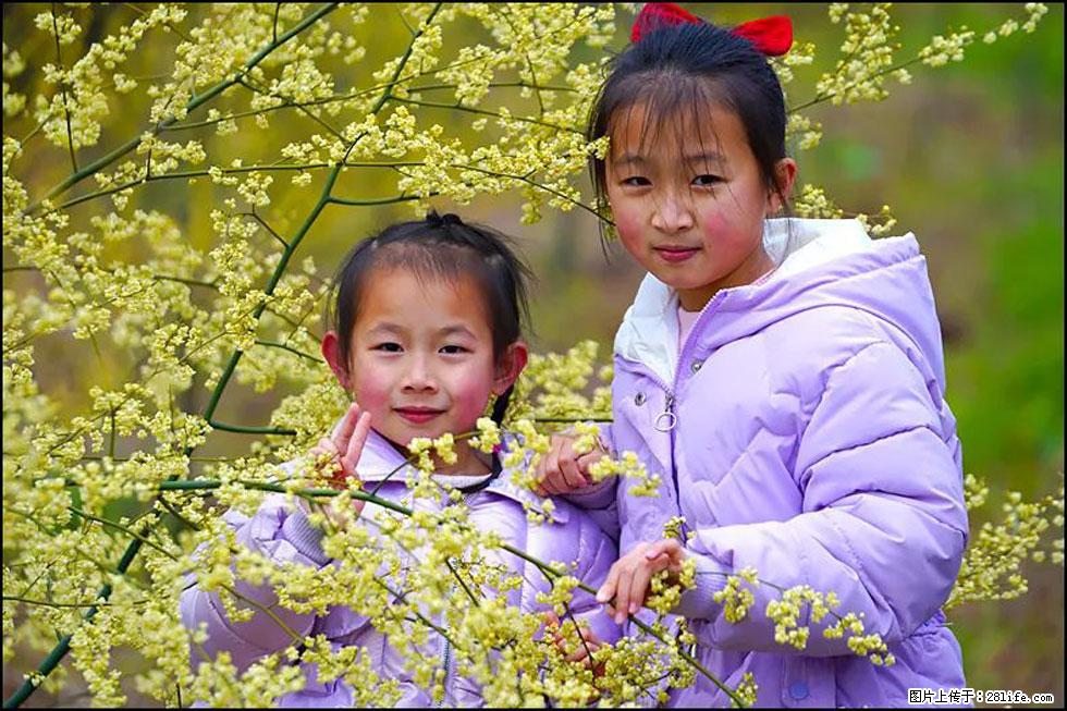 【春天，广西桂林灌阳县向您发出邀请！】米珠山前有片山苍子花在飘香 - 游山玩水 - 马鞍山生活社区 - 马鞍山28生活网 mas.28life.net