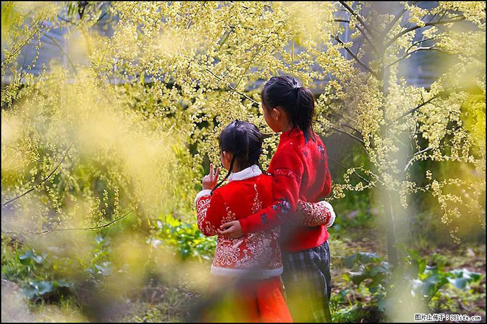 【春天，广西桂林灌阳县向您发出邀请！】米珠山前有片山苍子花在飘香 - 游山玩水 - 马鞍山生活社区 - 马鞍山28生活网 mas.28life.net
