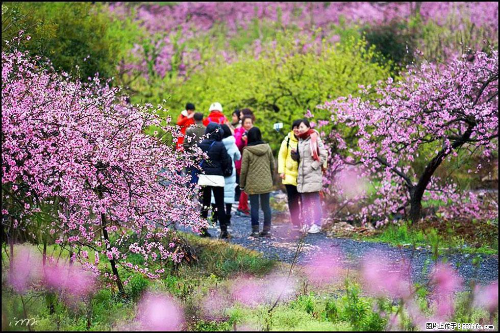 【春天，广西桂林灌阳县向您发出邀请！】官庄村有个醉美的桃花园 - 游山玩水 - 马鞍山生活社区 - 马鞍山28生活网 mas.28life.net