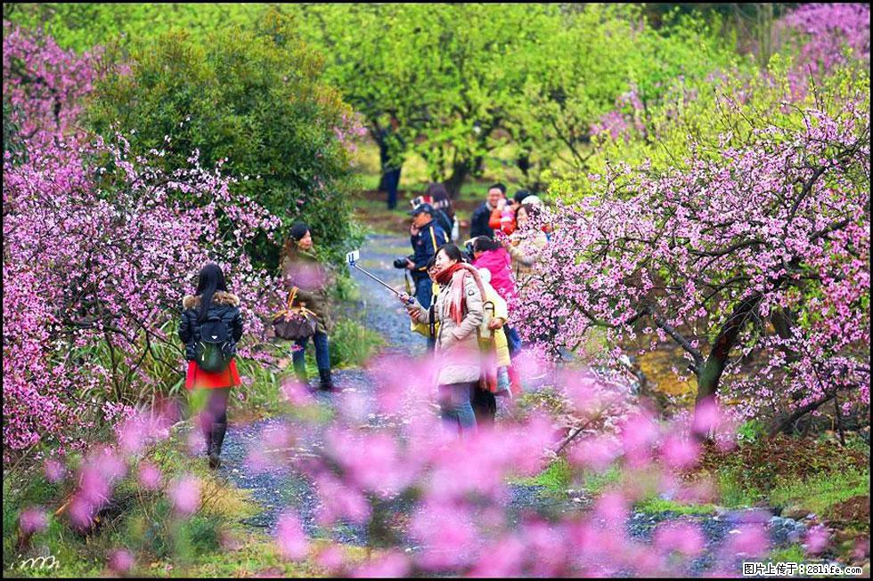【春天，广西桂林灌阳县向您发出邀请！】官庄村有个醉美的桃花园 - 游山玩水 - 马鞍山生活社区 - 马鞍山28生活网 mas.28life.net