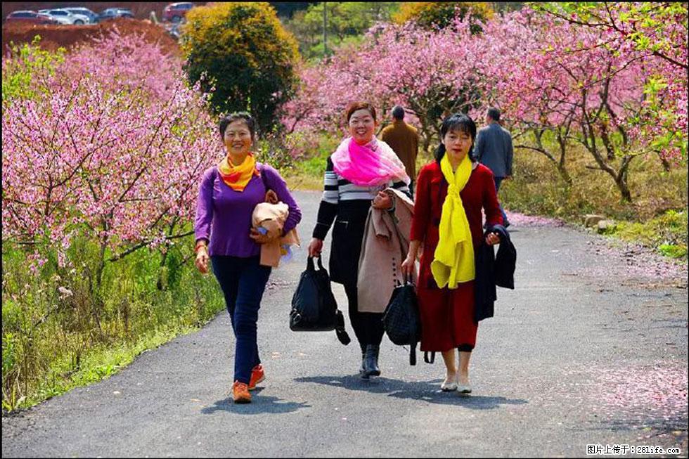 【春天，广西桂林灌阳县向您发出邀请！】官庄村有个醉美的桃花园 - 游山玩水 - 马鞍山生活社区 - 马鞍山28生活网 mas.28life.net