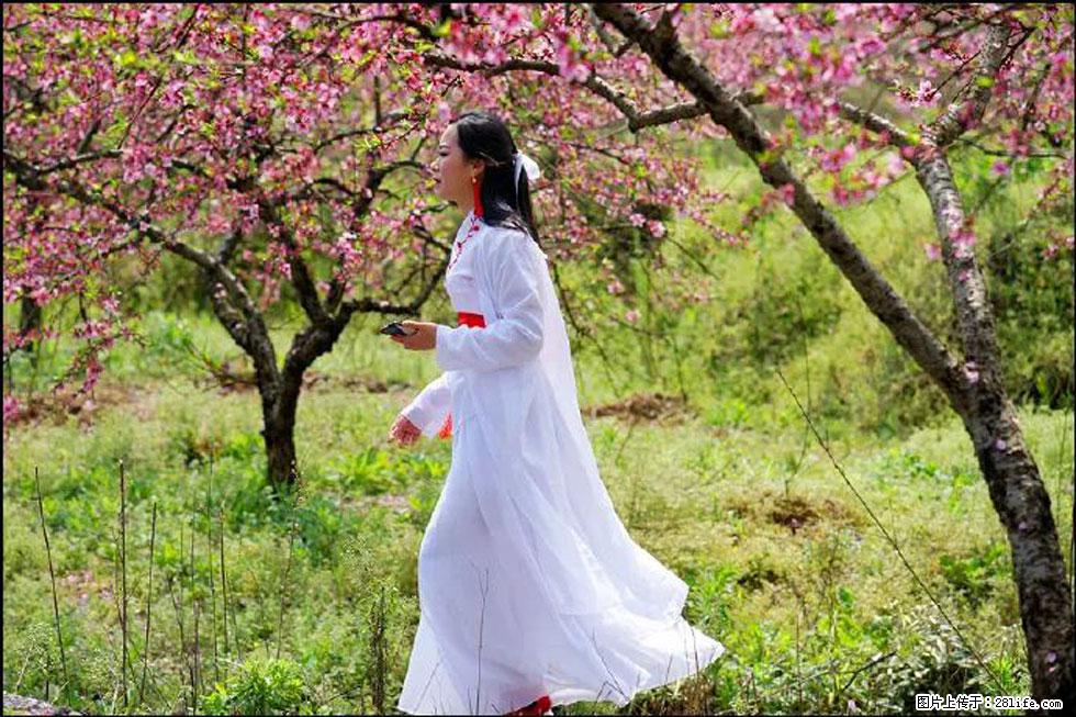 【春天，广西桂林灌阳县向您发出邀请！】官庄村有个醉美的桃花园 - 游山玩水 - 马鞍山生活社区 - 马鞍山28生活网 mas.28life.net