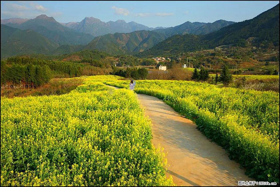 【春天，广西桂林灌阳县向您发出邀请！】长坪村油菜盛情花开 - 游山玩水 - 马鞍山生活社区 - 马鞍山28生活网 mas.28life.net