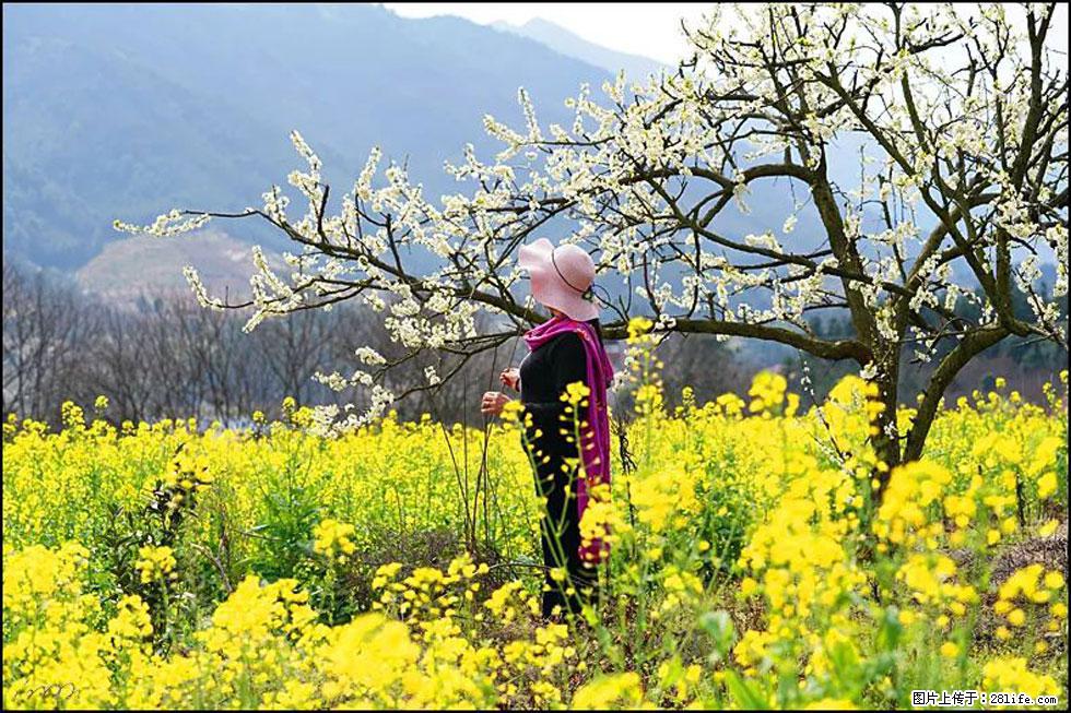 【春天，广西桂林灌阳县向您发出邀请！】长坪村油菜盛情花开 - 游山玩水 - 马鞍山生活社区 - 马鞍山28生活网 mas.28life.net