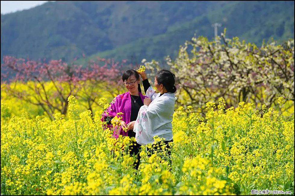 【春天，广西桂林灌阳县向您发出邀请！】长坪村油菜盛情花开 - 游山玩水 - 马鞍山生活社区 - 马鞍山28生活网 mas.28life.net