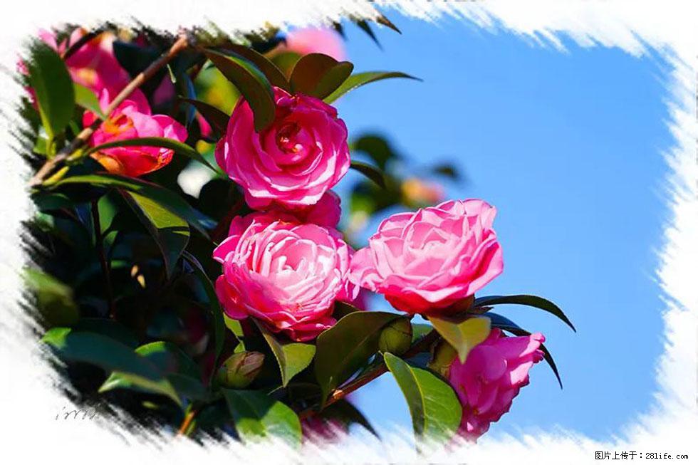 【春天，广西桂林灌阳县向您发出邀请！】杨柳井茶花惹人爱 - 游山玩水 - 马鞍山生活社区 - 马鞍山28生活网 mas.28life.net
