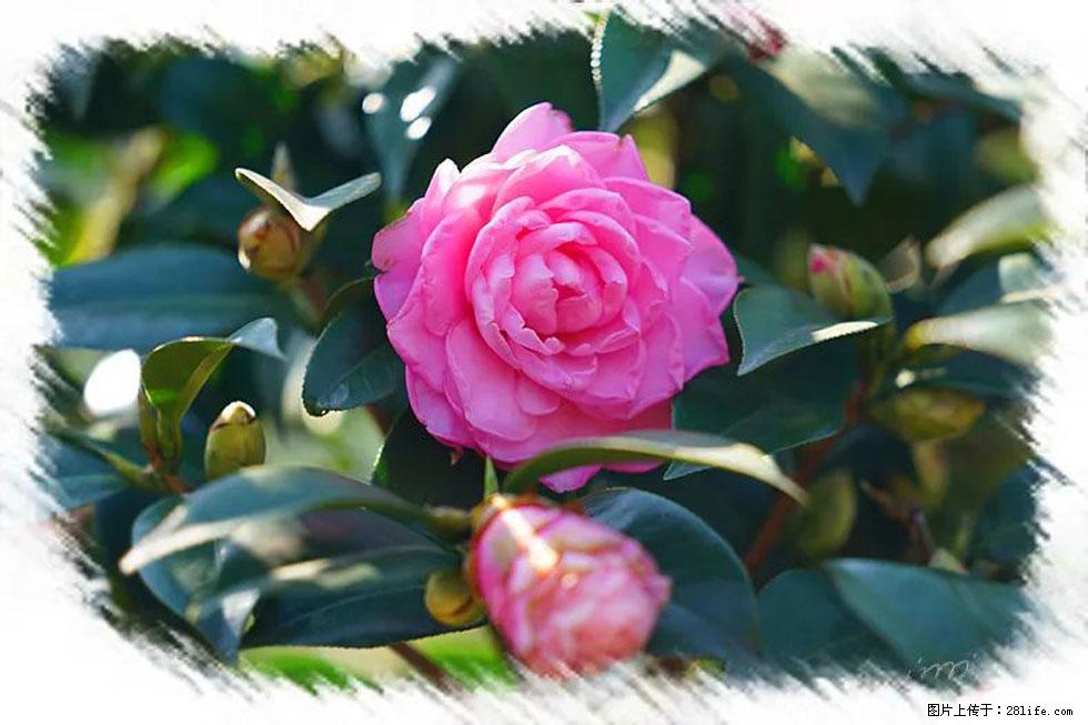 【春天，广西桂林灌阳县向您发出邀请！】杨柳井茶花惹人爱 - 游山玩水 - 马鞍山生活社区 - 马鞍山28生活网 mas.28life.net