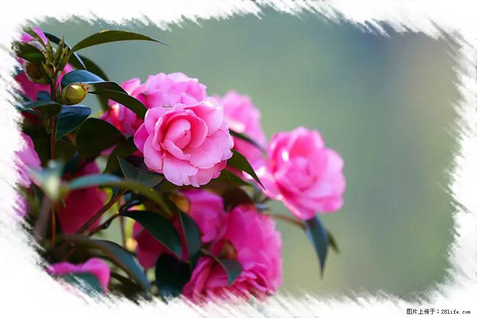 【春天，广西桂林灌阳县向您发出邀请！】杨柳井茶花惹人爱 - 游山玩水 - 马鞍山生活社区 - 马鞍山28生活网 mas.28life.net
