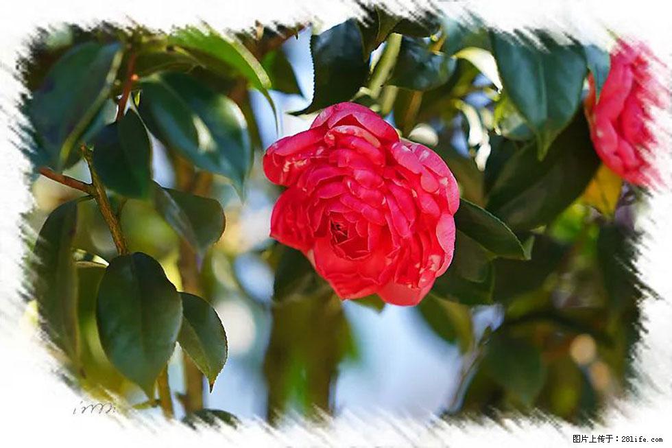 【春天，广西桂林灌阳县向您发出邀请！】杨柳井茶花惹人爱 - 游山玩水 - 马鞍山生活社区 - 马鞍山28生活网 mas.28life.net