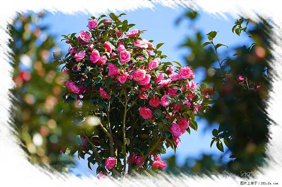 【春天，广西桂林灌阳县向您发出邀请！】杨柳井茶花惹人爱 - 游山玩水 - 马鞍山生活社区 - 马鞍山28生活网 mas.28life.net