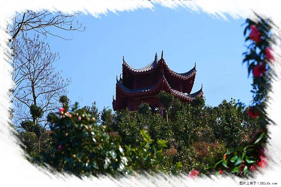 【春天，广西桂林灌阳县向您发出邀请！】杨柳井茶花惹人爱 - 游山玩水 - 马鞍山生活社区 - 马鞍山28生活网 mas.28life.net