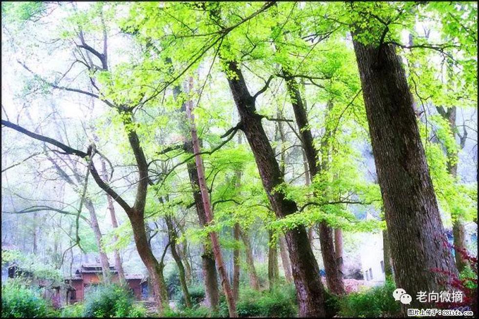 【春天，广西桂林灌阳县向您发出邀请！】在小龙村与春天约会 - 游山玩水 - 马鞍山生活社区 - 马鞍山28生活网 mas.28life.net