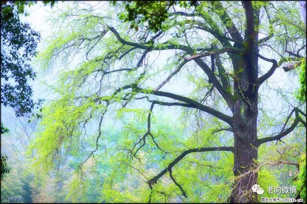 【春天，广西桂林灌阳县向您发出邀请！】在小龙村与春天约会 - 游山玩水 - 马鞍山生活社区 - 马鞍山28生活网 mas.28life.net