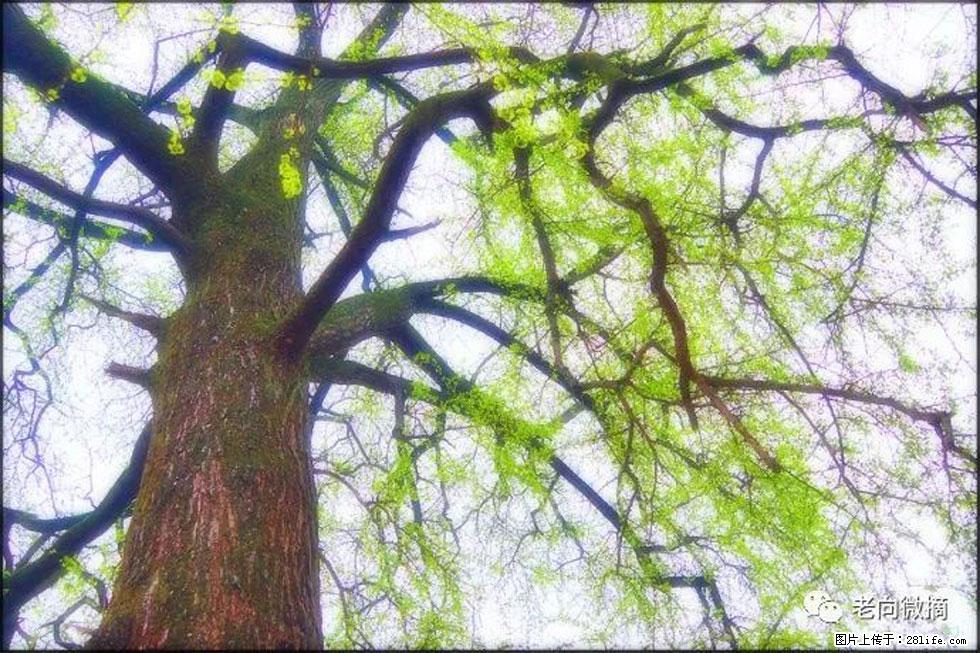 【春天，广西桂林灌阳县向您发出邀请！】在小龙村与春天约会 - 游山玩水 - 马鞍山生活社区 - 马鞍山28生活网 mas.28life.net