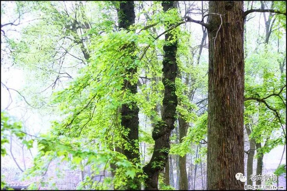 【春天，广西桂林灌阳县向您发出邀请！】在小龙村与春天约会 - 游山玩水 - 马鞍山生活社区 - 马鞍山28生活网 mas.28life.net