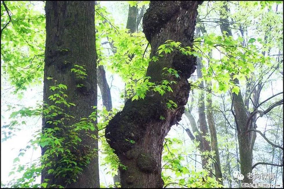 【春天，广西桂林灌阳县向您发出邀请！】在小龙村与春天约会 - 游山玩水 - 马鞍山生活社区 - 马鞍山28生活网 mas.28life.net