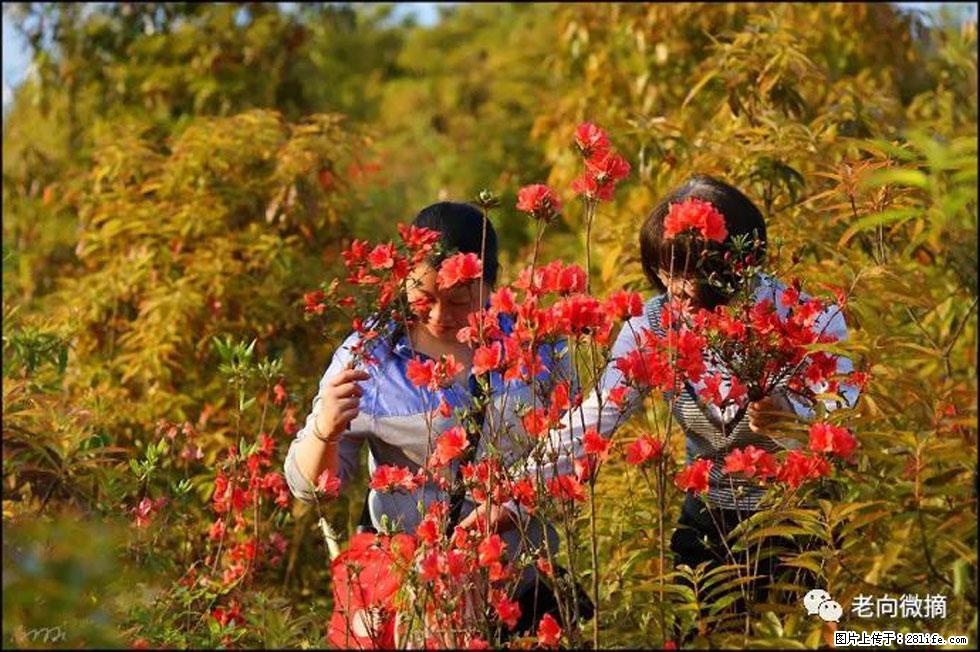 【春天，广西桂林灌阳县向您发出邀请！】登麒麟山，相约映山红 - 游山玩水 - 马鞍山生活社区 - 马鞍山28生活网 mas.28life.net