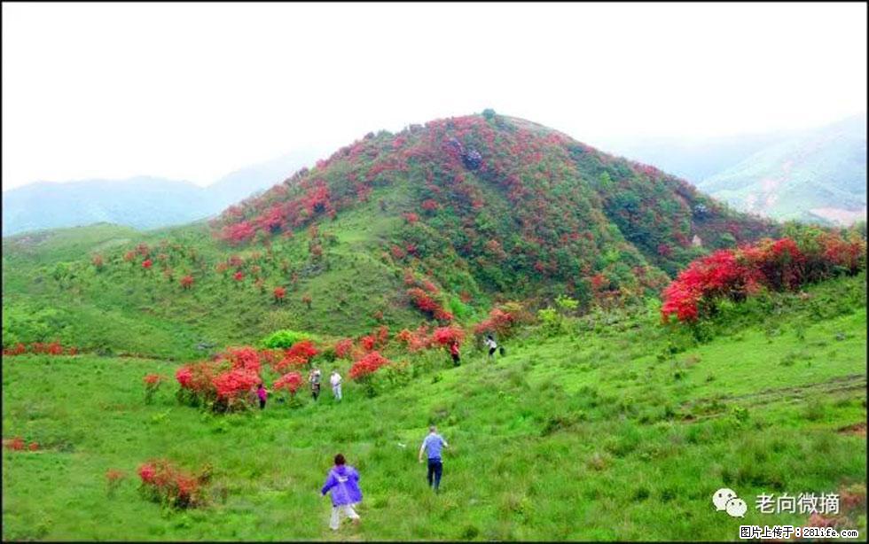【春天，广西桂林灌阳县向您发出邀请！】宝盖山上映山红 - 游山玩水 - 马鞍山生活社区 - 马鞍山28生活网 mas.28life.net
