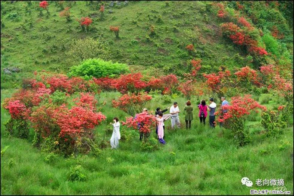 【春天，广西桂林灌阳县向您发出邀请！】宝盖山上映山红 - 游山玩水 - 马鞍山生活社区 - 马鞍山28生活网 mas.28life.net