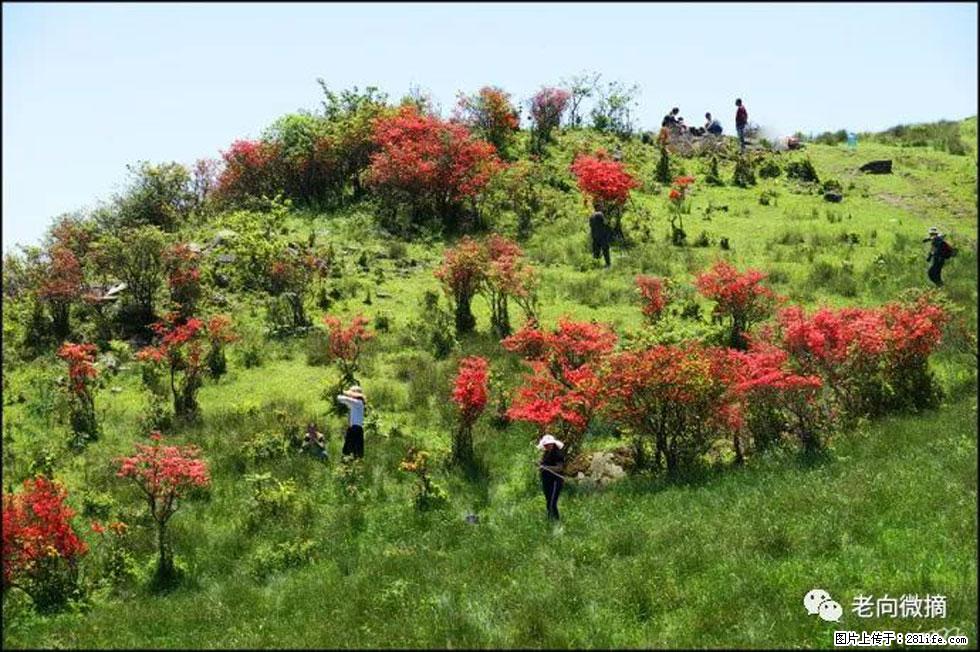【春天，广西桂林灌阳县向您发出邀请！】宝盖山上映山红 - 游山玩水 - 马鞍山生活社区 - 马鞍山28生活网 mas.28life.net