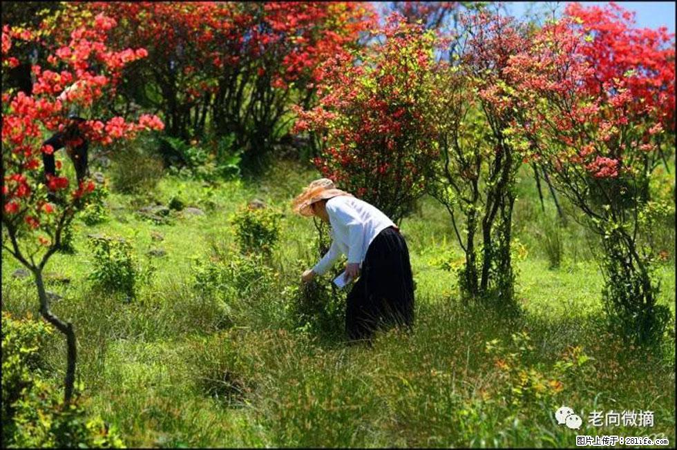 【春天，广西桂林灌阳县向您发出邀请！】宝盖山上映山红 - 游山玩水 - 马鞍山生活社区 - 马鞍山28生活网 mas.28life.net