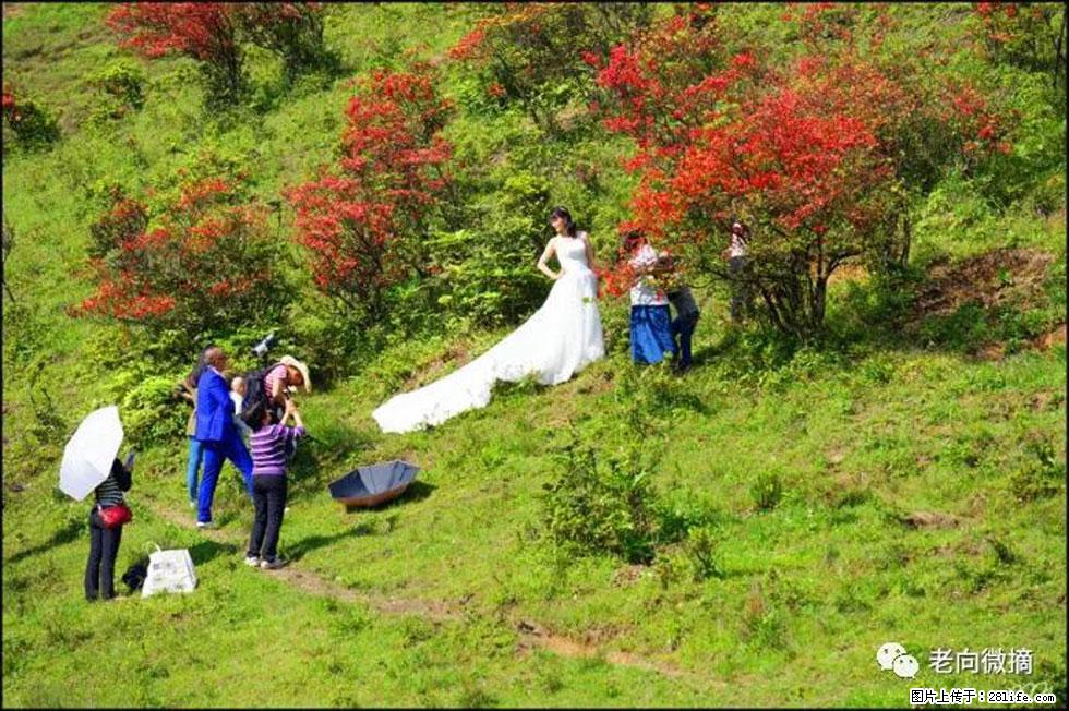 【春天，广西桂林灌阳县向您发出邀请！】宝盖山上映山红 - 游山玩水 - 马鞍山生活社区 - 马鞍山28生活网 mas.28life.net