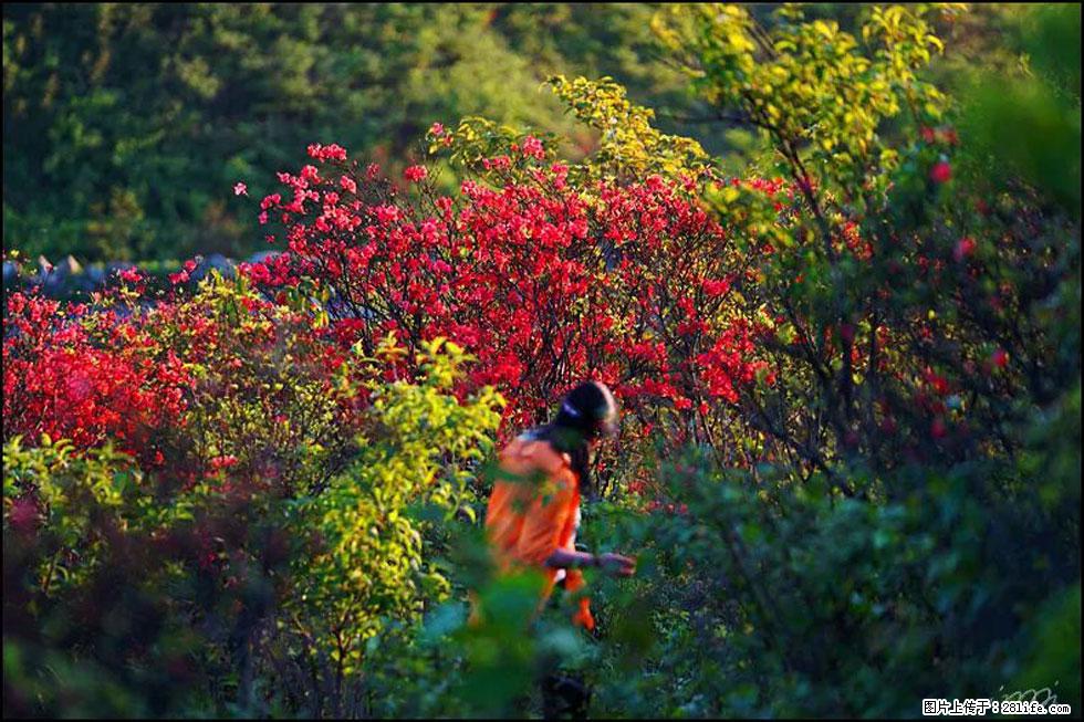 【春天，广西桂林灌阳县向您发出邀请！】春木界上映山红 - 游山玩水 - 马鞍山生活社区 - 马鞍山28生活网 mas.28life.net