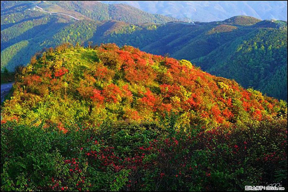 【春天，广西桂林灌阳县向您发出邀请！】春木界上映山红 - 游山玩水 - 马鞍山生活社区 - 马鞍山28生活网 mas.28life.net