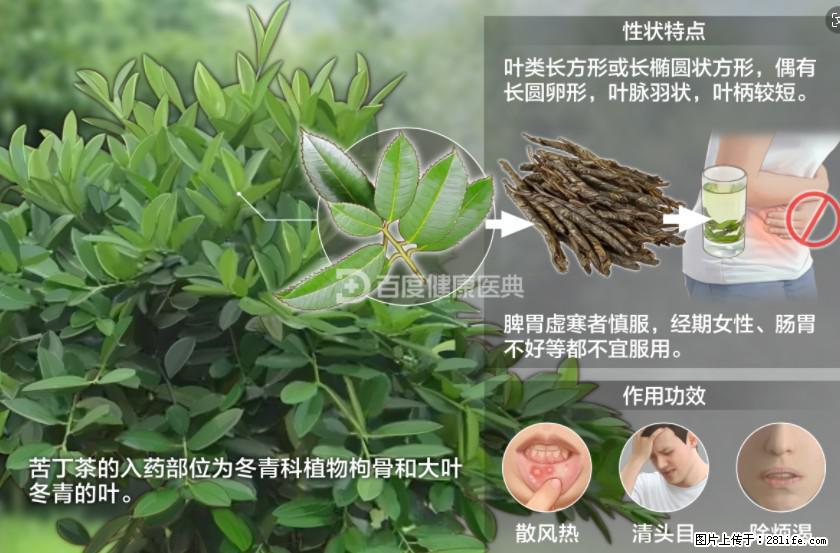 苦丁茶有哪些功效和作用 - 生活百科 - 马鞍山生活社区 - 马鞍山28生活网 mas.28life.net