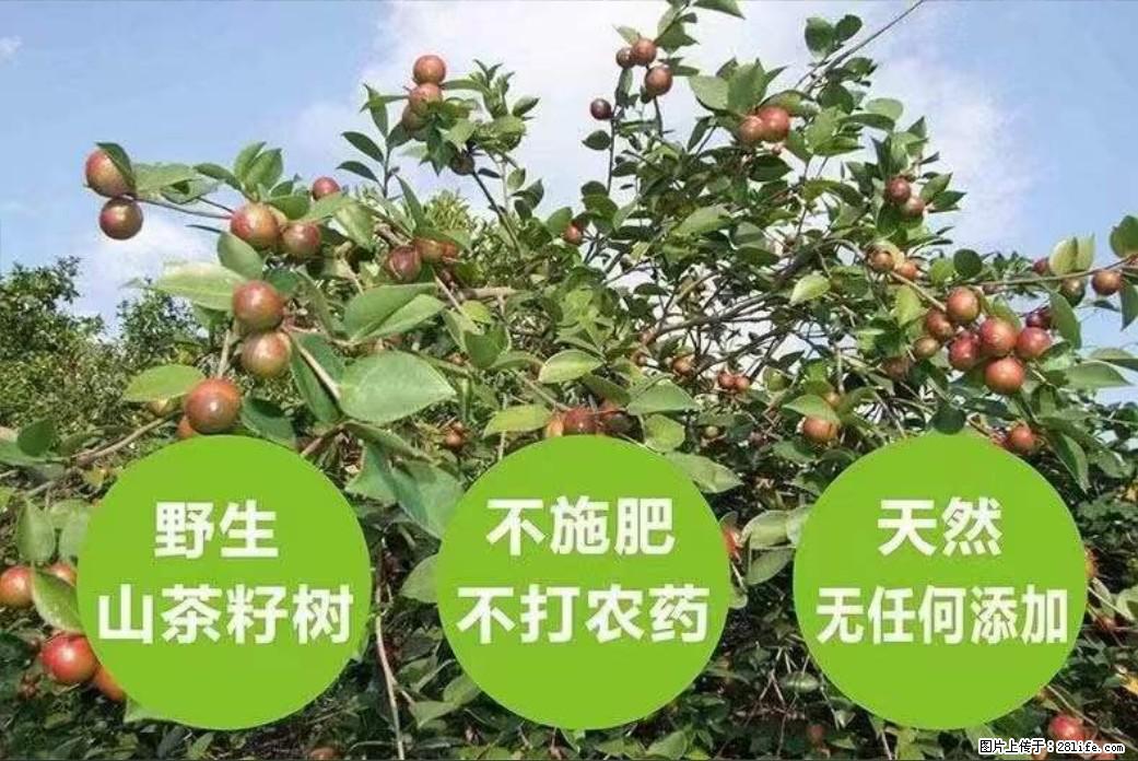 【灌阳县油茶产业示范区】一个有着充实的精神生活的人，对待身外之物自会有一种淡泊的态度 - 土特产 - 饮食特产 - 马鞍山分类信息 - 马鞍山28生活网 mas.28life.net
