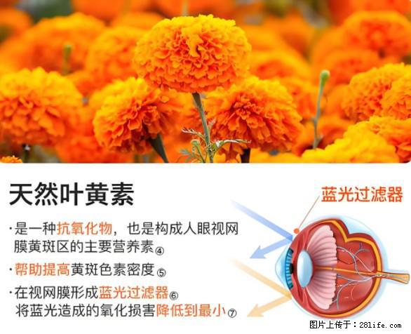 叶黄素有什么功效和作用 - 生活百科 - 马鞍山生活社区 - 马鞍山28生活网 mas.28life.net