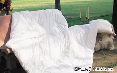 被子有异味？只要这样做，比晒太阳还强100倍！ - 家居生活 - 马鞍山生活社区 - 马鞍山28生活网 mas.28life.net