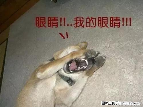笑癫了！一女的怀孕三年未生，他终于忍不住了... - 娱乐八卦 - 马鞍山生活社区 - 马鞍山28生活网 mas.28life.net