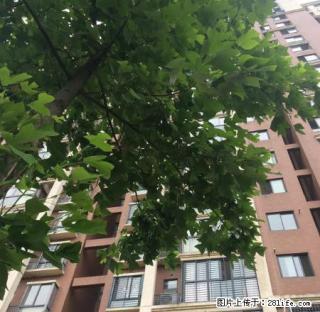 卜树集，两室一厅，中装 - 马鞍山28生活网 mas.28life.net