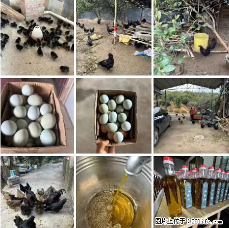 油茶园从小鸡仔开始养起的纯土鸡、土鸡蛋可以预定啦！还有前几天刚榨的纯山茶油哦 - 美食天地 - 马鞍山生活社区 - 马鞍山28生活网 mas.28life.net