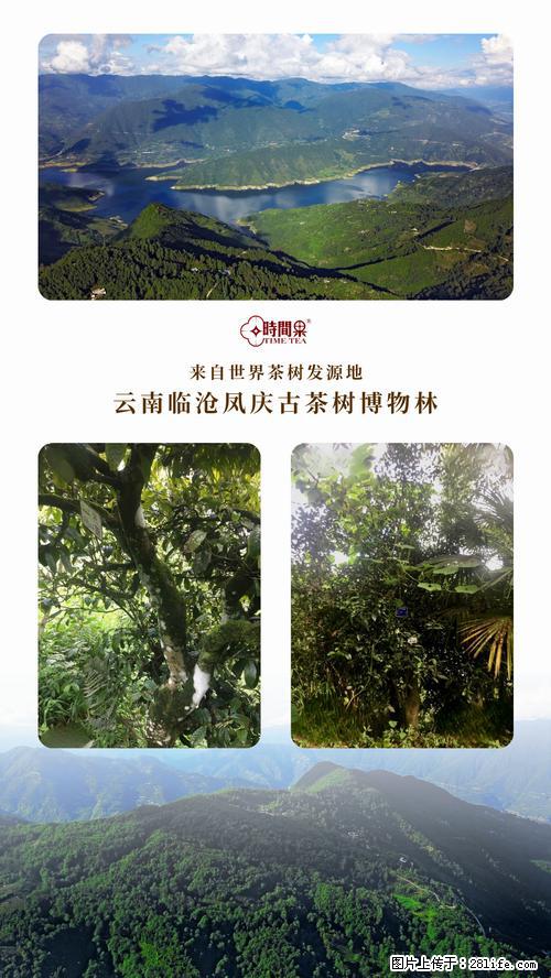 时间果百年古树2025年春红茶 - 购物交流 - 马鞍山生活社区 - 马鞍山28生活网 mas.28life.net