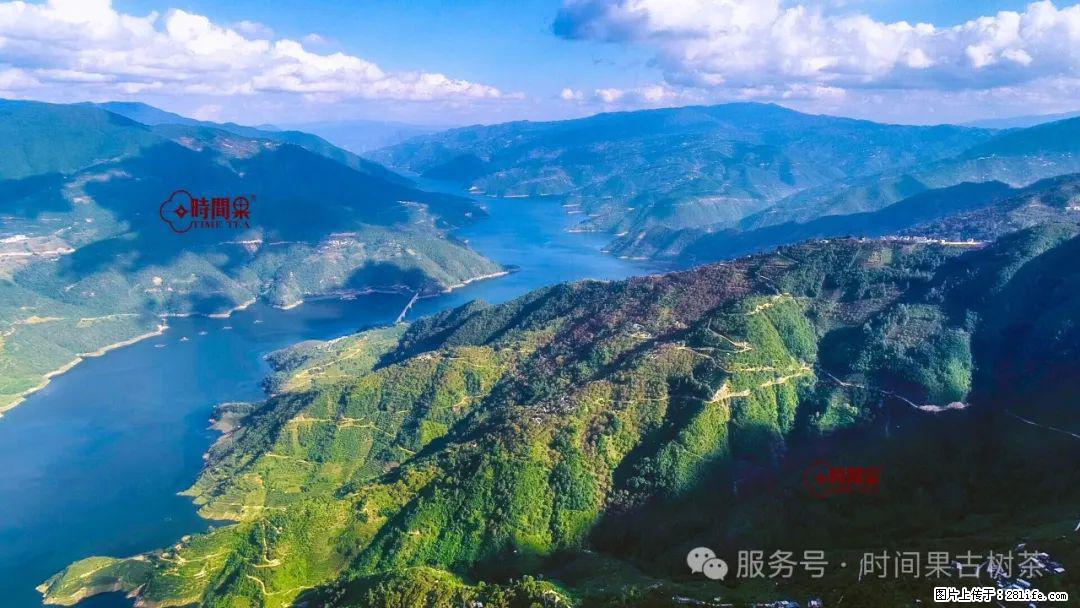 时间果百年古树龙珠普洱生茶 - 购物交流 - 马鞍山生活社区 - 马鞍山28生活网 mas.28life.net