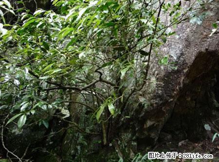 平乐石崖茶，珍贵仅次于金花茶 - 马鞍山生活资讯 - 马鞍山28生活网 mas.28life.net