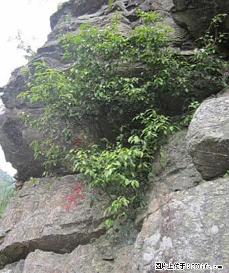 平乐石崖茶，珍贵仅次于金花茶 - 马鞍山生活资讯 - 马鞍山28生活网 mas.28life.net