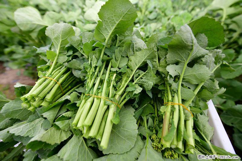 这些蔬菜是“天然钙片”，这6种被医生重点推荐 - 马鞍山生活资讯 - 马鞍山28生活网 mas.28life.net